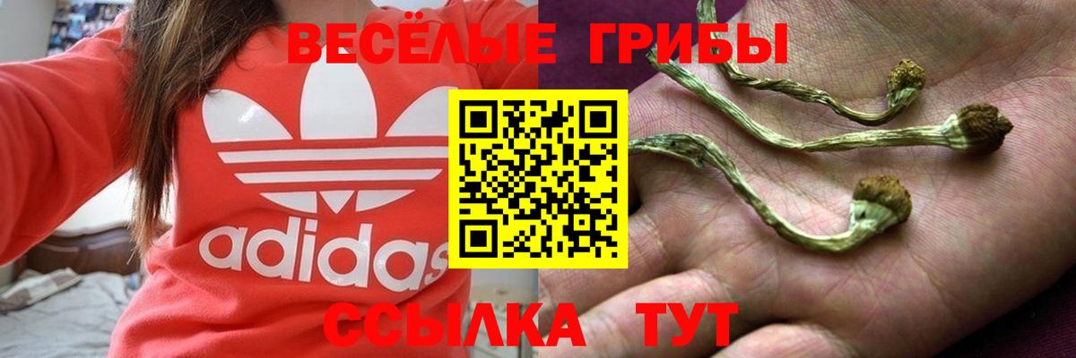 Галлюциногенные грибы Psilocybe Усть-Илимск